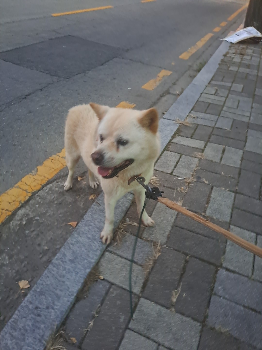 수원시 동물보호센터_441374202401427