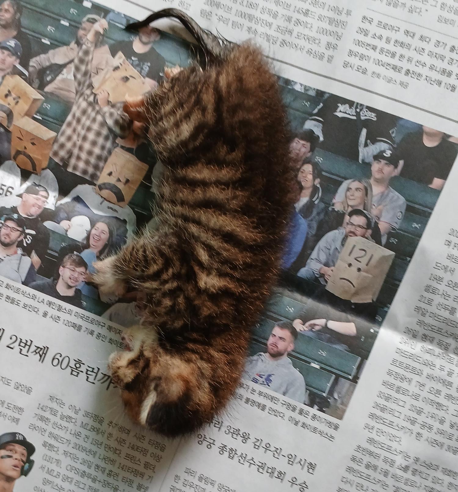 대구유기동물보호협회_427347202400946