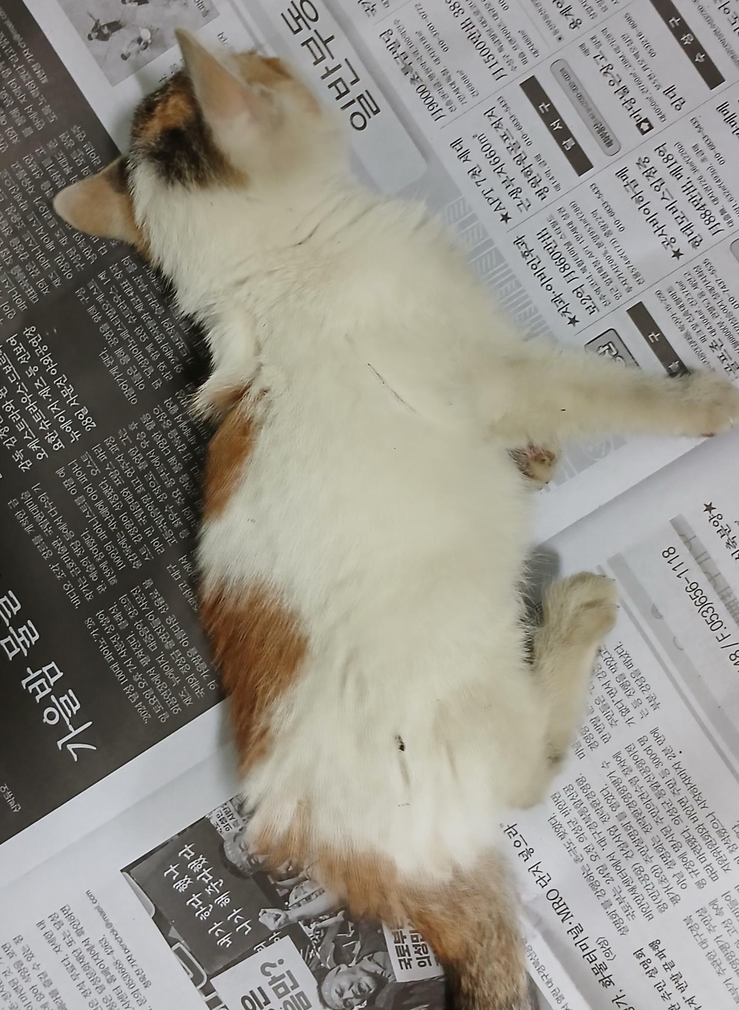대구유기동물보호센터_427342202400913
