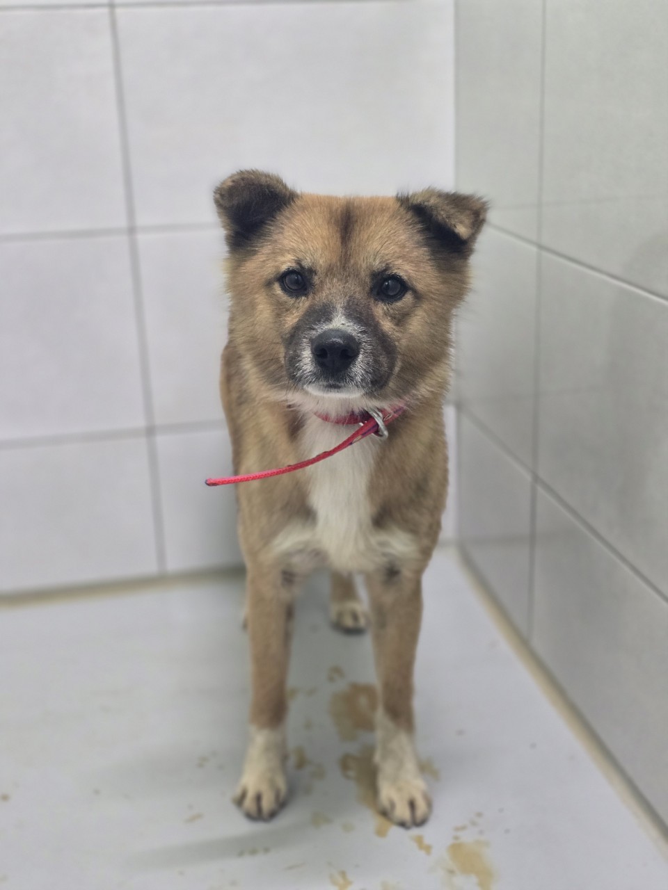 아산동물복지지원센터_444452202402257
