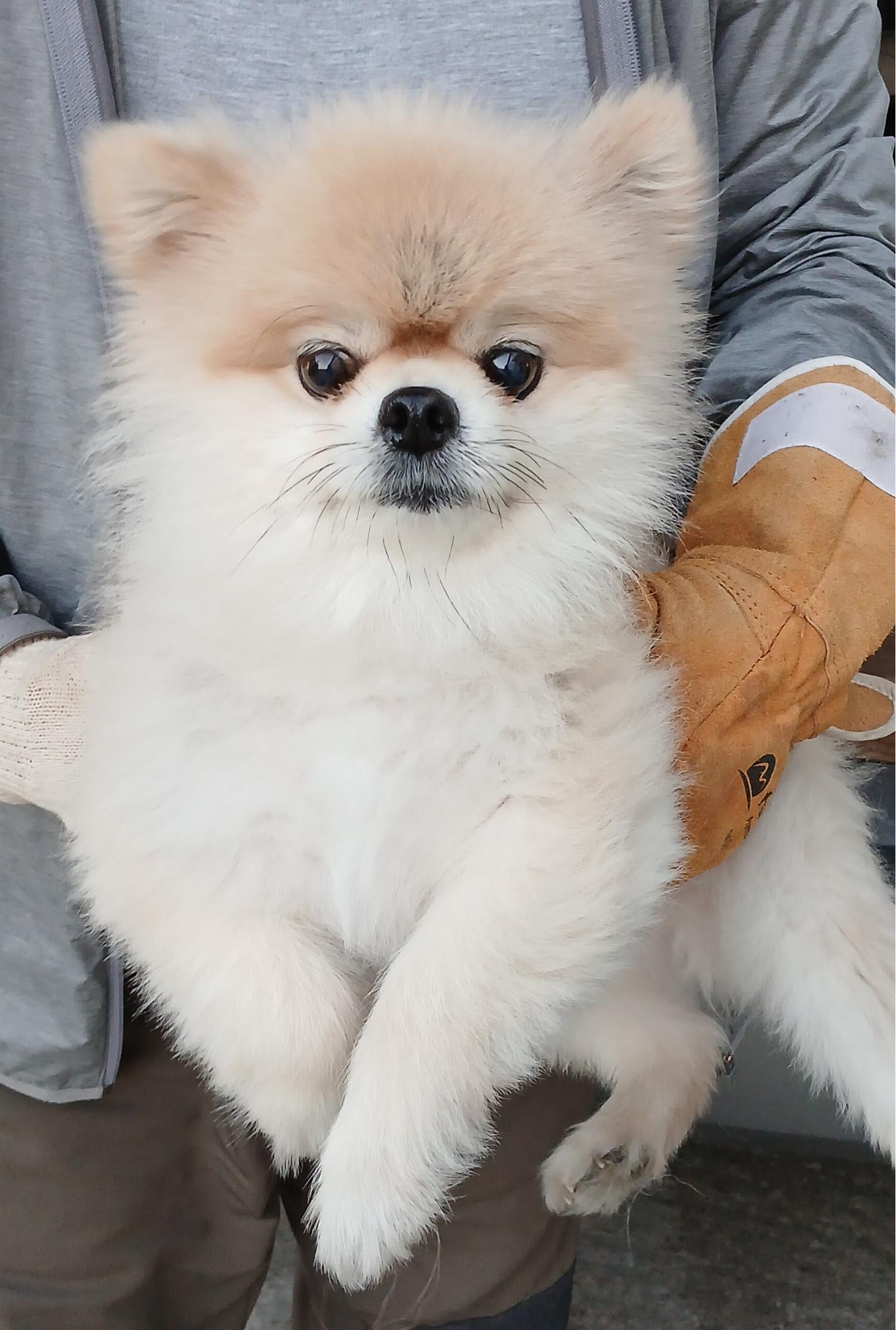 대구유기동물보호센터_427342202400912
