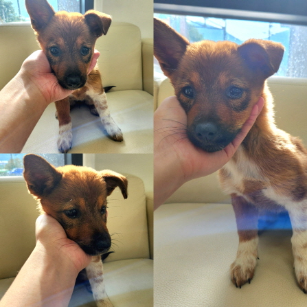 경주동물사랑보호센터_447505202401248