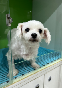 일산동물의료센터_431371202400435