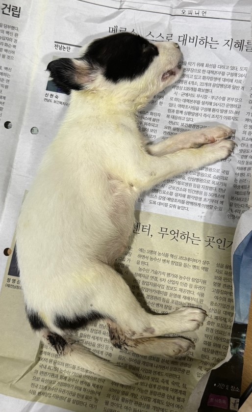 당진시동물보호소_444568202401122
