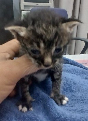 진안군유기동물보호소_445473202400657