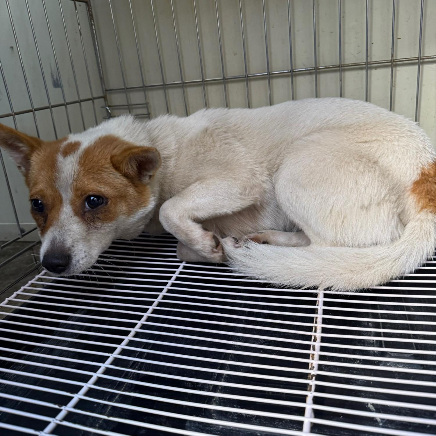 강릉시 동물사랑센터_442420202400616