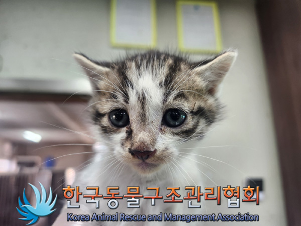 한국동물구조관리협회_441409202401675