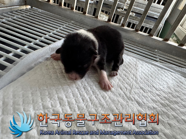한국동물구조관리협회_411301202400387
