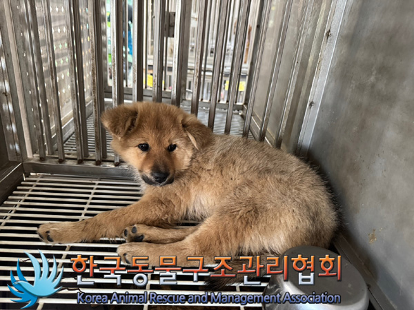 한국동물구조관리협회_441559202401198