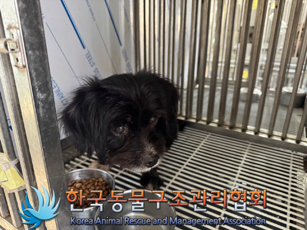 한국동물구조관리협회_441559202401199