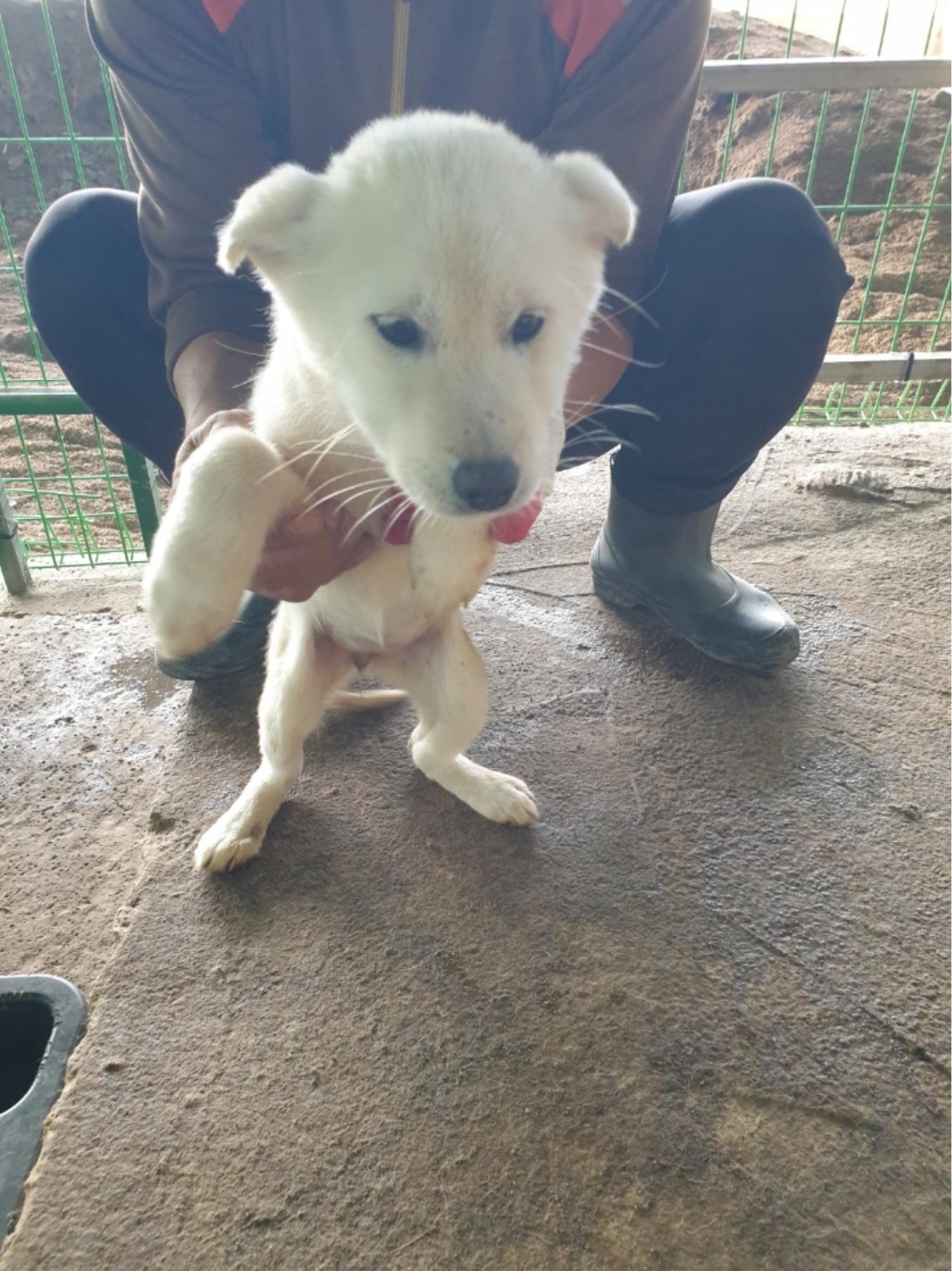 장성군동물보호센터_446498202400343