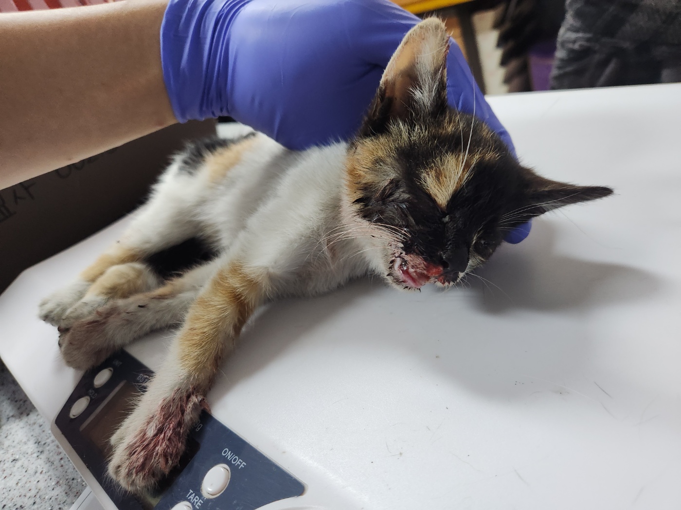 [고양이] 한국 고양이 광주-북구-2024-00648 유기동물 배경 이미지 입니다.