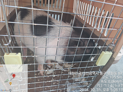 대전동물보호센터_430365202400565