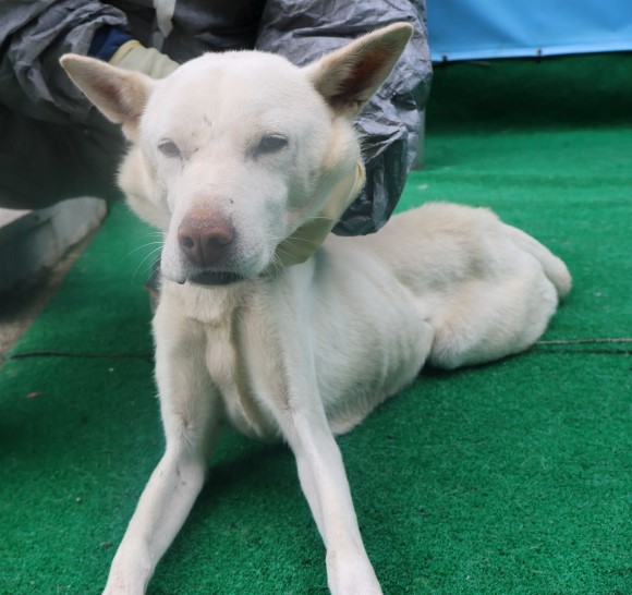 제주 동물보호센터_450650202403261