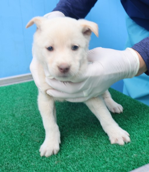 제주 동물보호센터_450650202403255