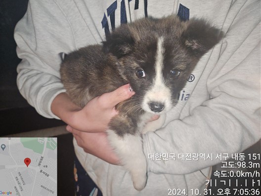 대전동물보호센터_430367202400796