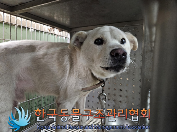 한국동물구조관리협회_441559202401211
