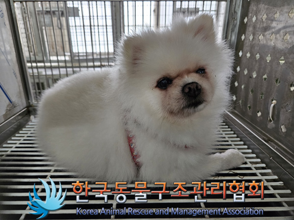 한국동물구조관리협회_441560202401338