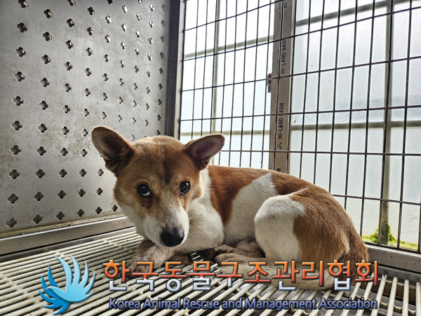 한국동물구조관리협회_441392202400273