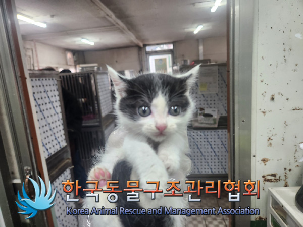 한국동물구조관리협회_441409202401686