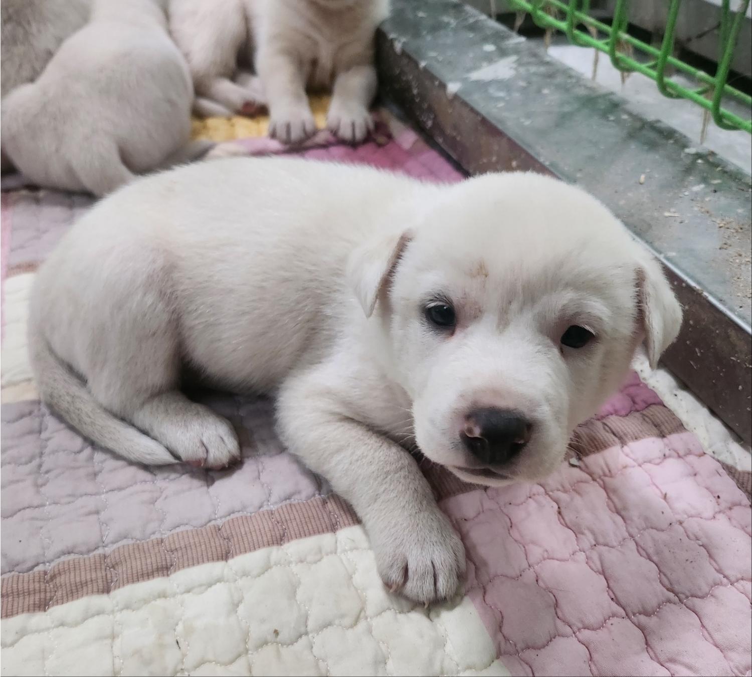 울산유기동물보호센터_431373202401692