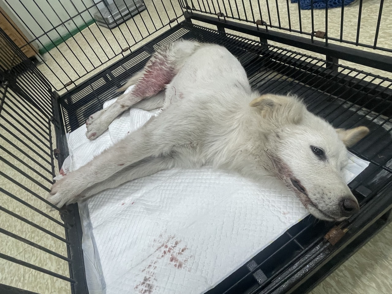 남양주시동물보호센터_441399202402843