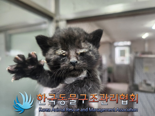 한국동물구조관리협회_441560202401334