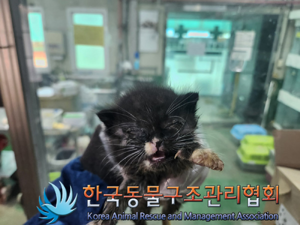 한국동물구조관리협회_441414202400820