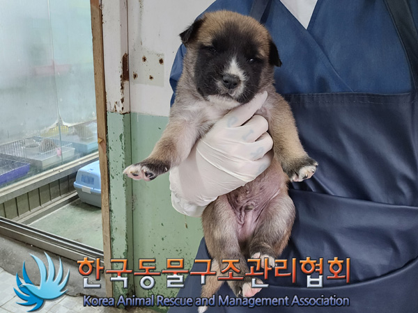 한국동물구조관리협회_441406202401885
