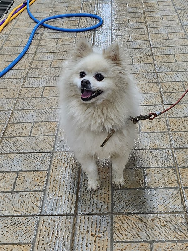 영주시 동물보호센터_447509202400329