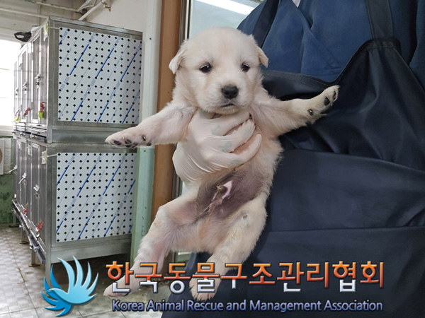 한국동물구조관리협회_441406202401882