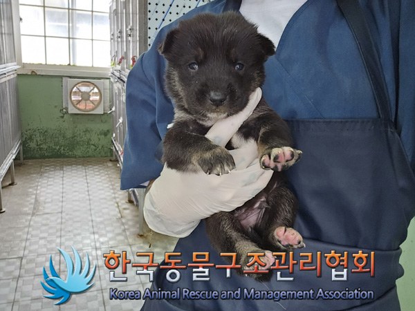 한국동물구조관리협회_441406202401889