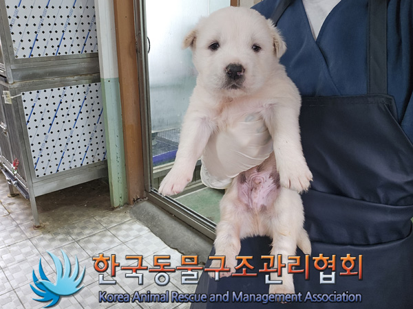 한국동물구조관리협회_441406202401891