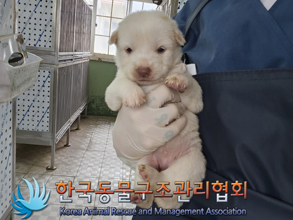 한국동물구조관리협회_441406202401888