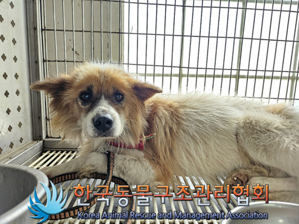 한국동물구조관리협회_441414202400818