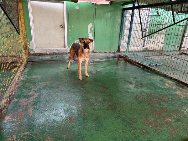 한국동물구조관리협회_441406202401892