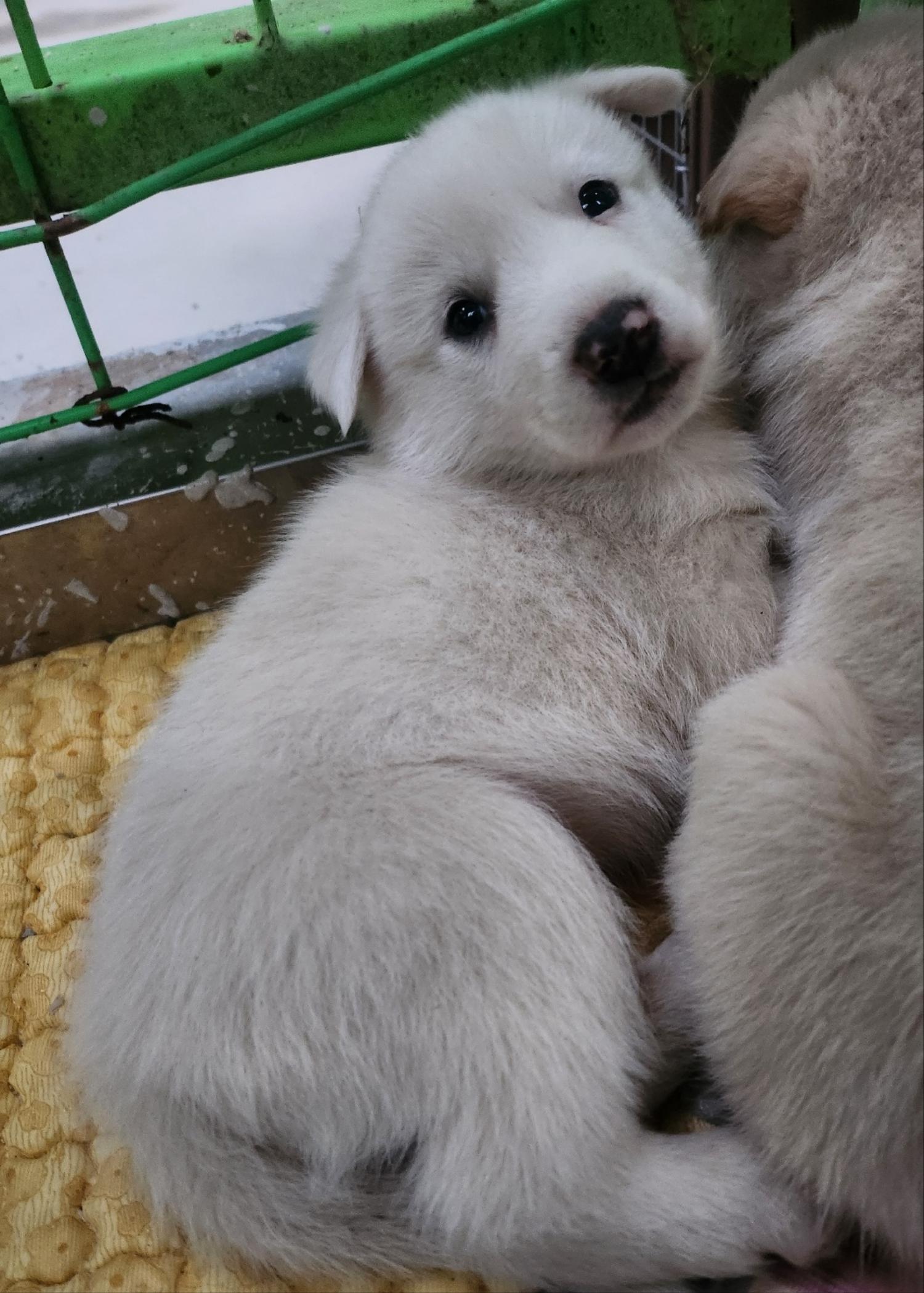 울산유기동물보호센터_431373202401702