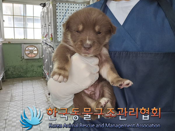 한국동물구조관리협회_441406202401883
