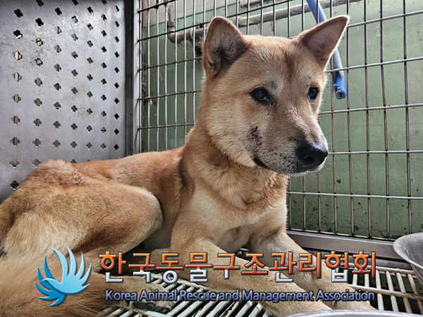 한국동물구조관리협회_441406202401898