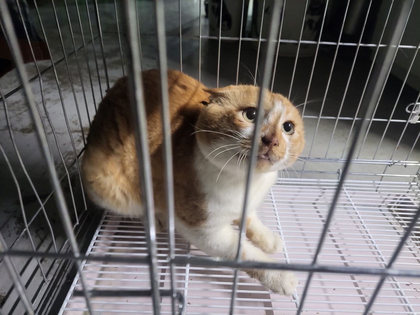 고양시동물보호센터_441394202402399