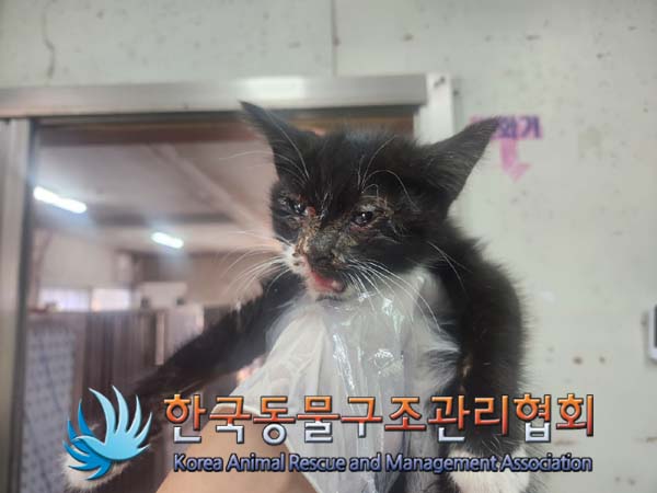 한국동물구조관리협회_411317202400426