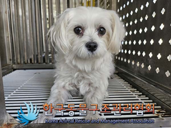 한국동물구조관리협회_411323202401070