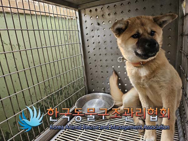 한국동물구조관리협회_441559202401214