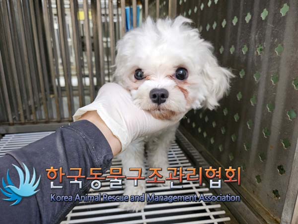 한국동물구조관리협회_441559202401213
