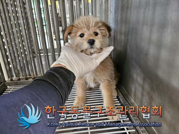 한국동물구조관리협회_441559202401216