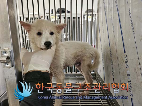한국동물구조관리협회_441559202401215