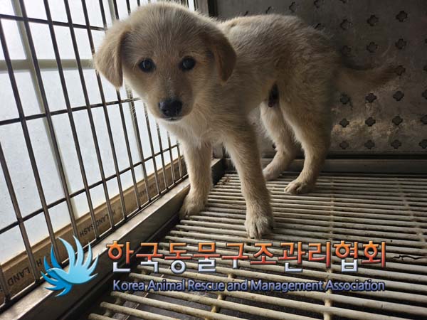 한국동물구조관리협회_441404202400574