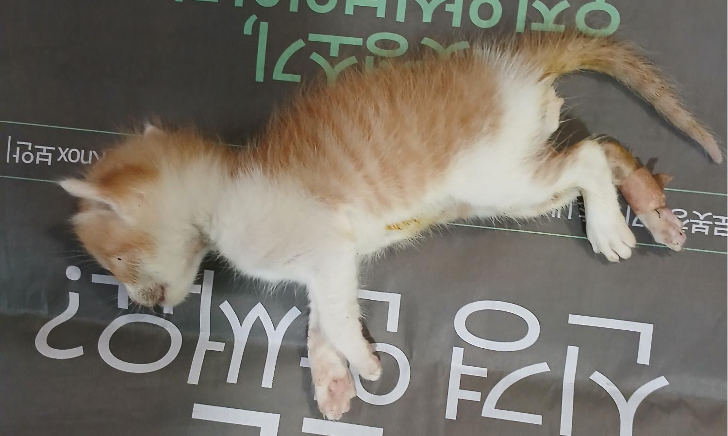 대구유기동물보호협회_427347202400948