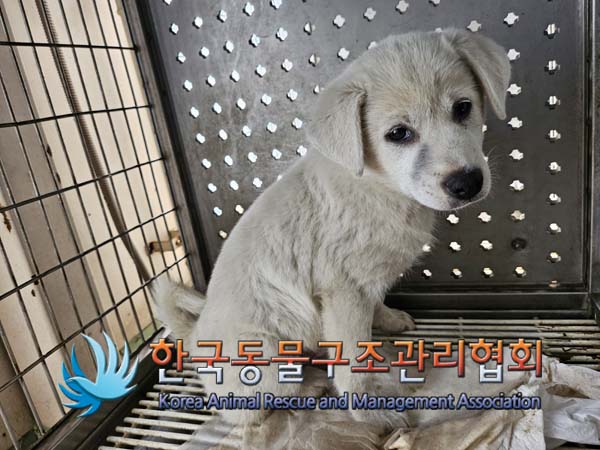 한국동물구조관리협회_441404202400576