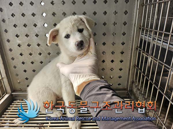 한국동물구조관리협회_441404202400575